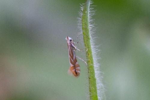 Phyllonorycter esperella